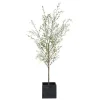 Abundance Olive Tree Plant