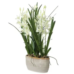 Ariana Orchid Plant