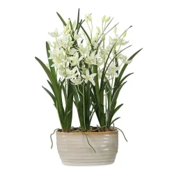 Ariana Orchid Plant