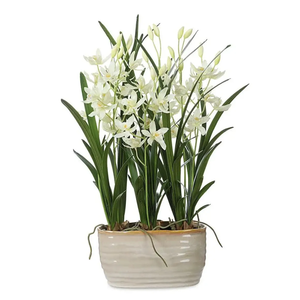 Ariana Orchid Plant
