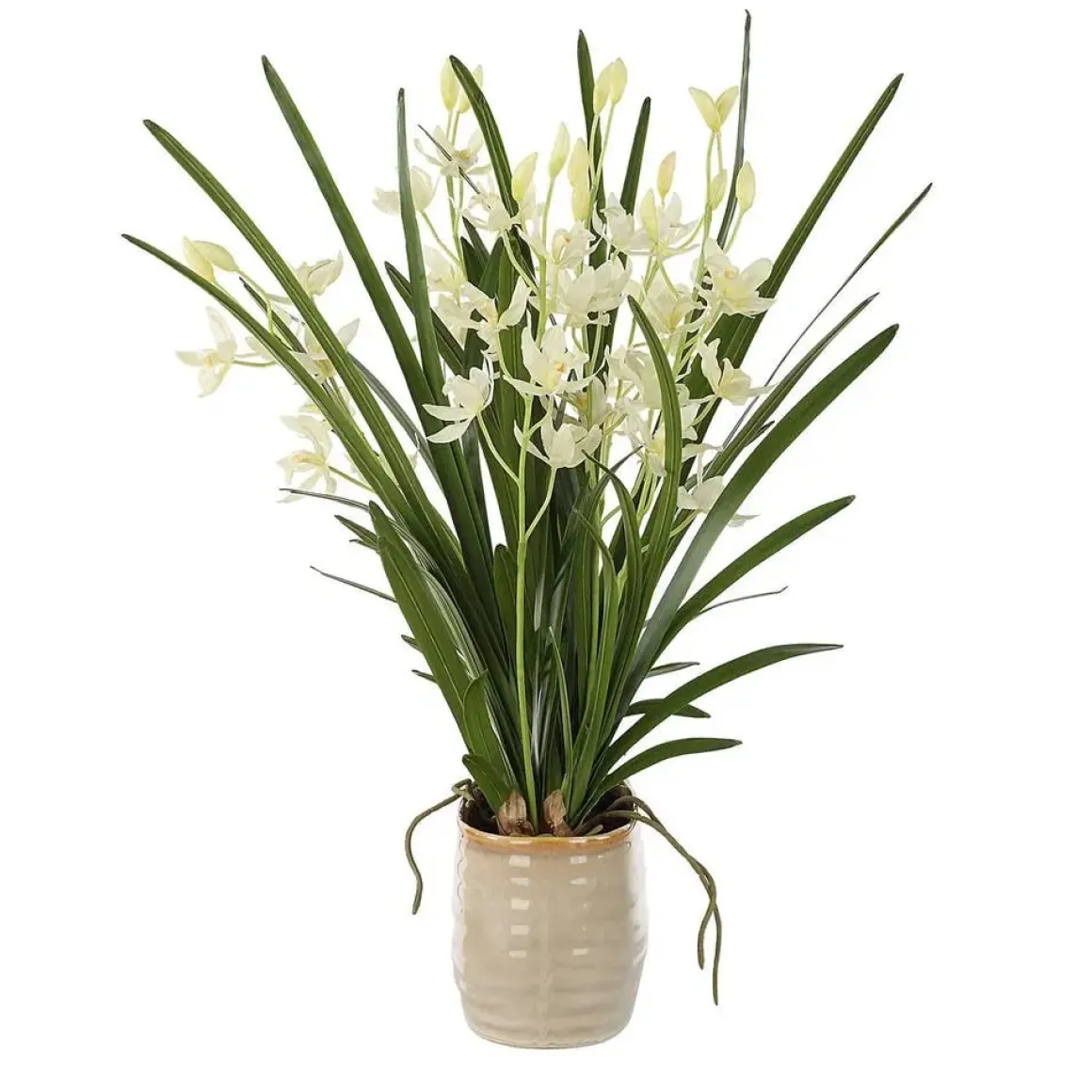 Ariana Orchid Plant
