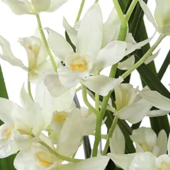 Ariana Orchid Plant