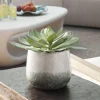 Dudleya Succulent In Green