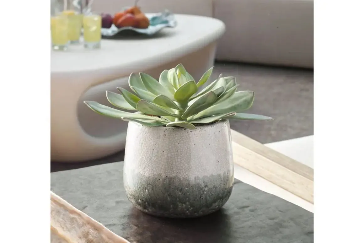 Dudleya Succulent In Green