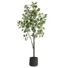 Eden Fig Tree Plant