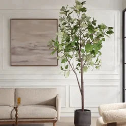 Eden Fig Tree Plant