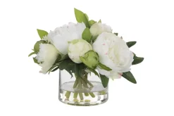 Garden Peony Plant