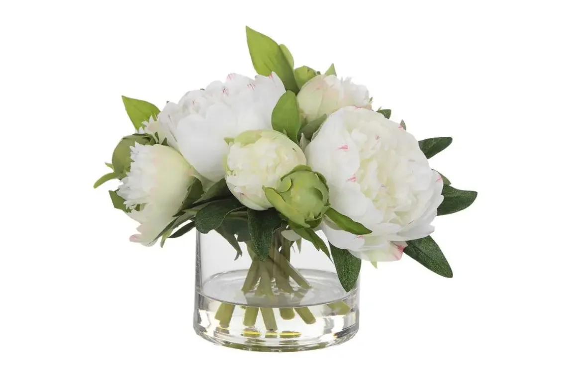 Garden Peony Plant