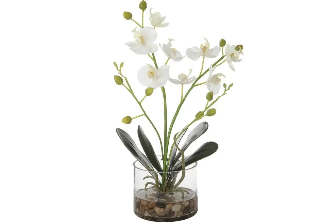 Glory Orchid