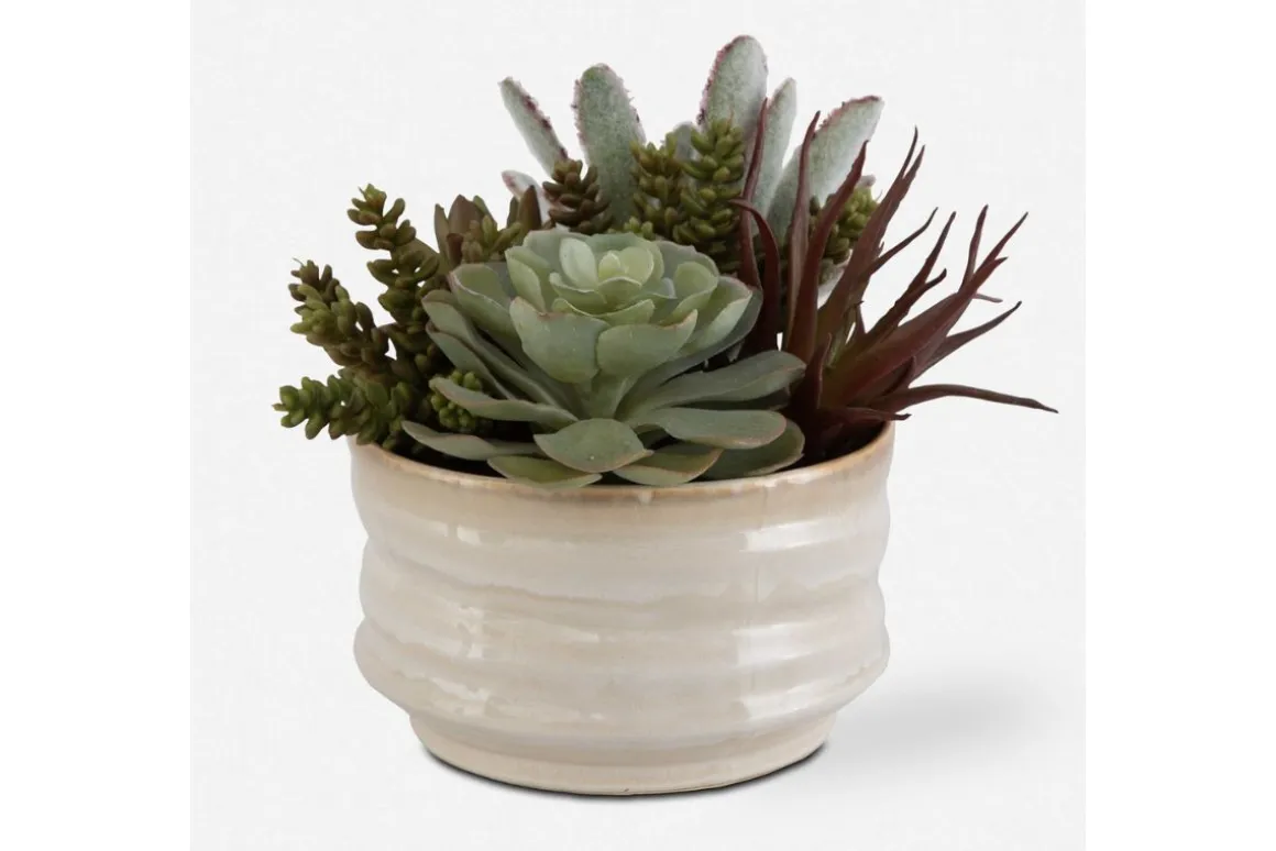 Mesa Succulent