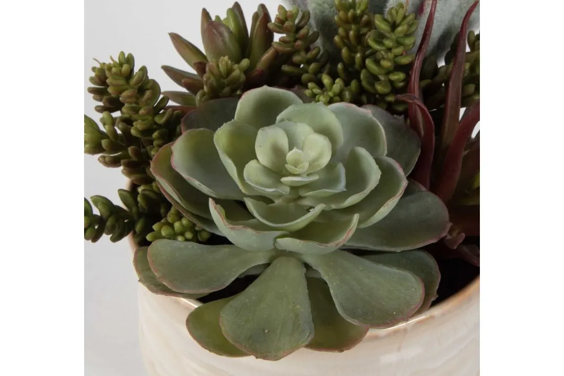 Mesa Succulent