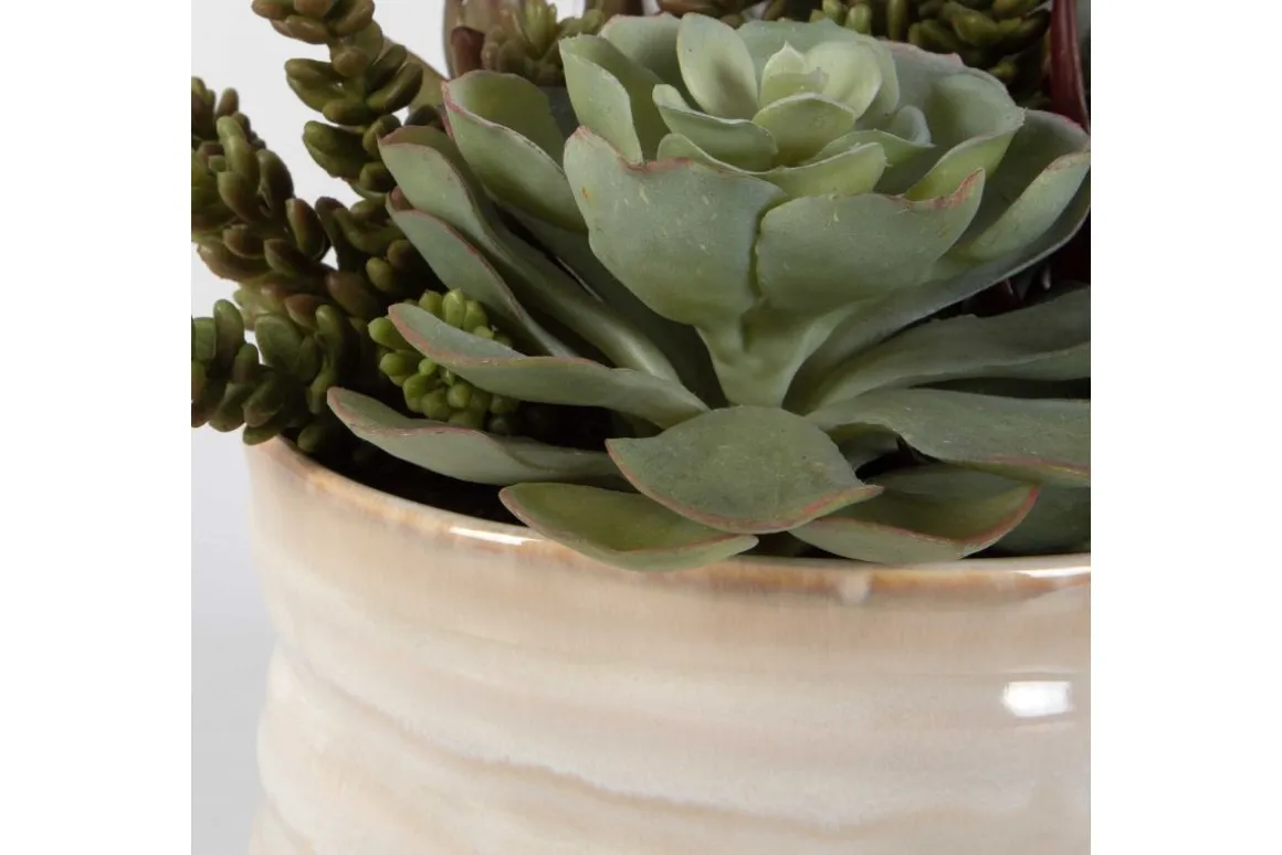 Mesa Succulent