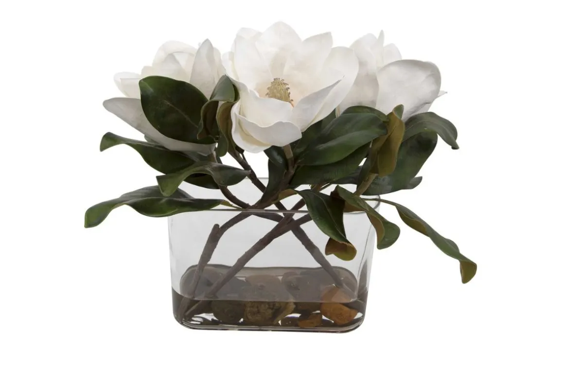 Middleton Magnolia Plant