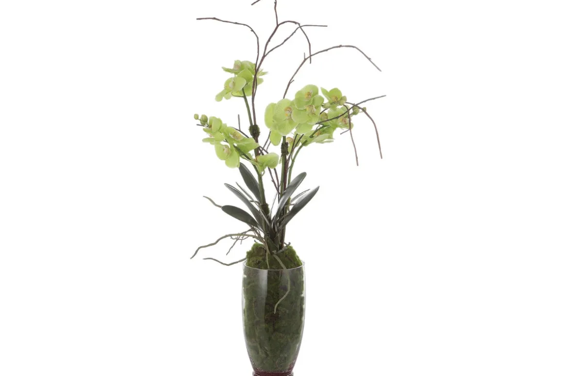 Valdive Orchid